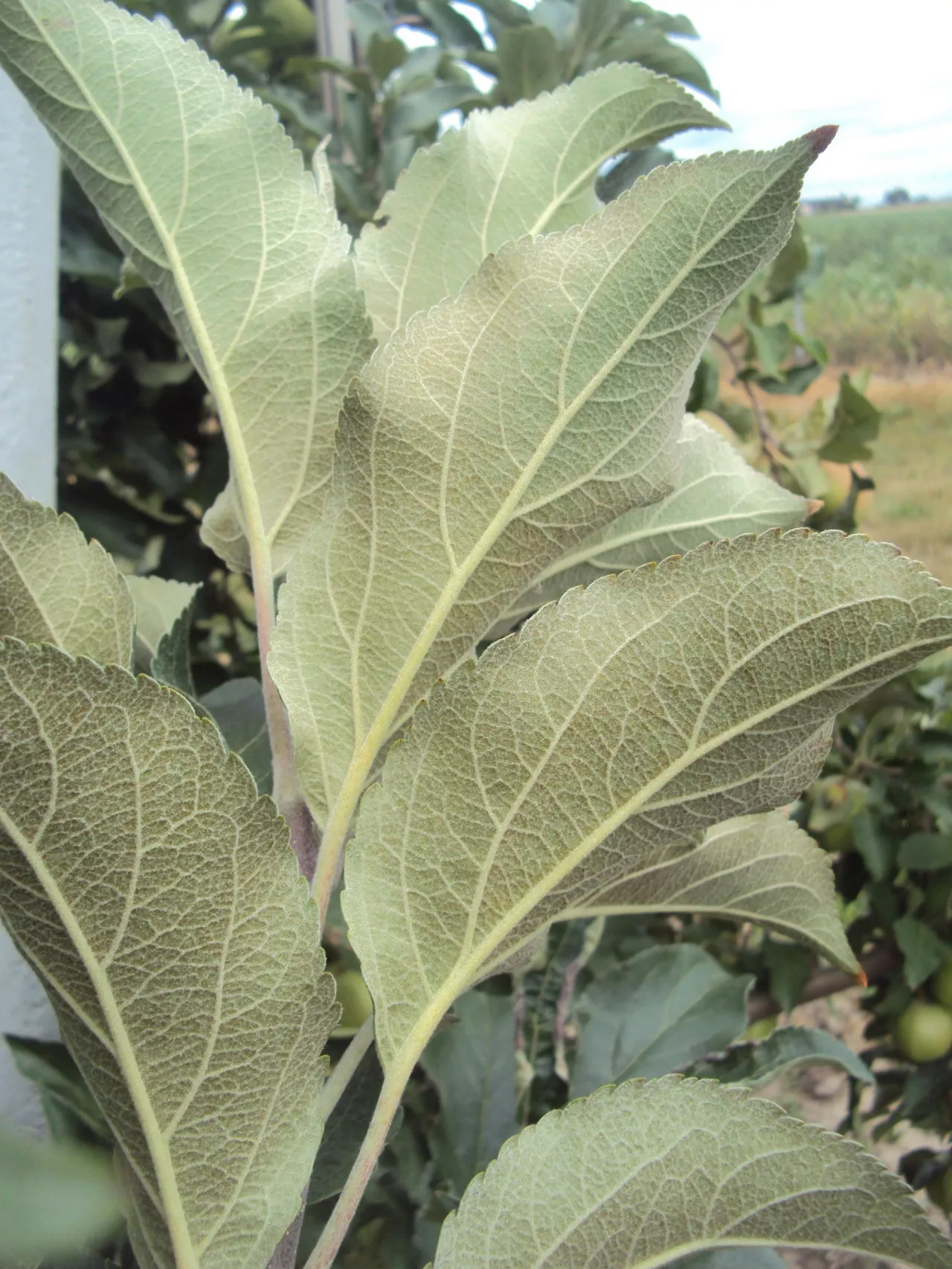 Objawy żerowania pordzewiaczy najlepiej widać w okresie wzrostu owoców (charakterystyczne brązowienie liści po spodniej stronie zaczynające się od ich podstawy), ale świadczy to już o wielokrotnym przekroczeniu progu zagrożenia