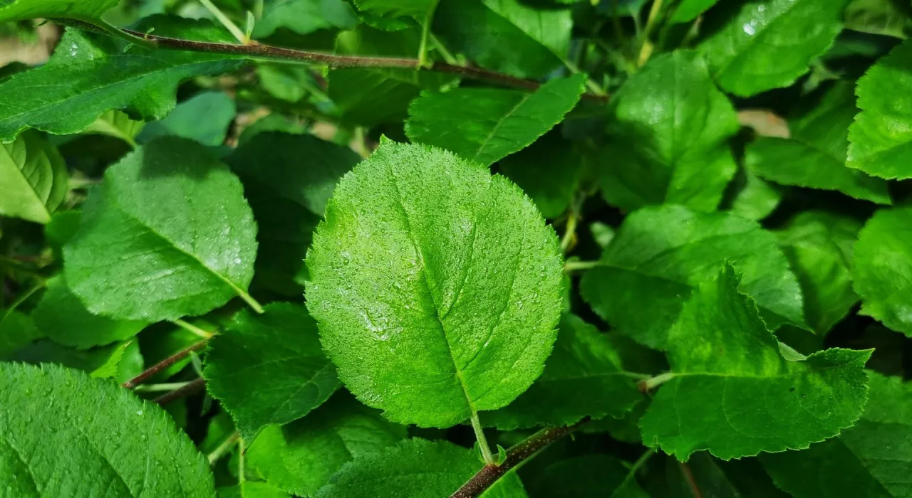Przyszłość chemicznej ochrony roślin w krajach UE została przesądzona; pytanie: kto na tym skorzysta, a kto straci?