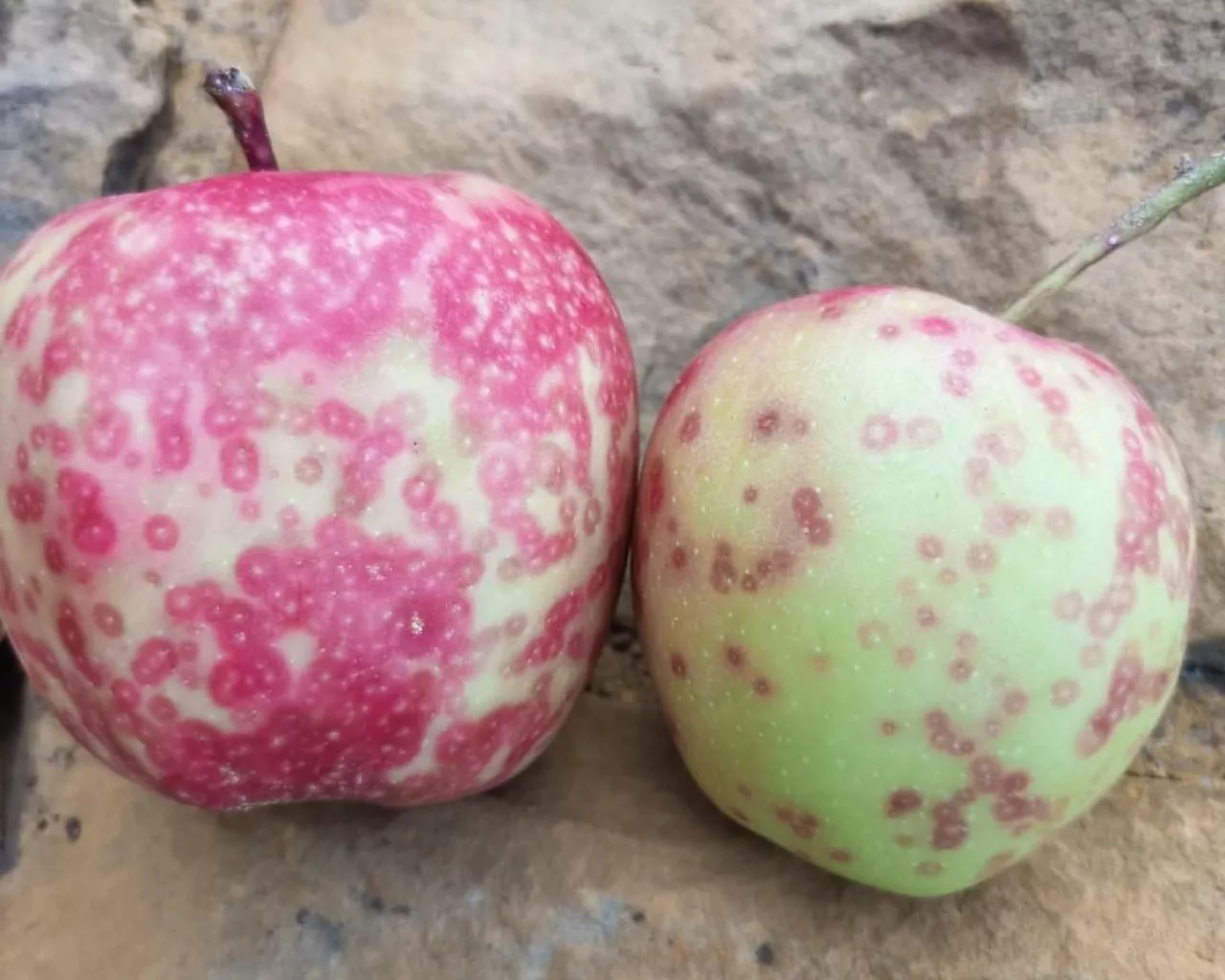 Charakterystyczne okropkowanie jabłek świadczące o obecności tarcznika niszczyciela w sadzie