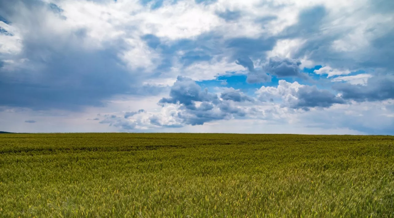 Co wpływa na żyzność gleby?