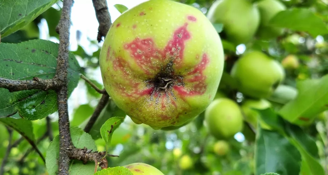 Jabłko odmiany Golden Delicious silnie zasiedlone przez tarcznika niszczyciela; wokół żerujących larw powstają charakterystyczne przebarwienia