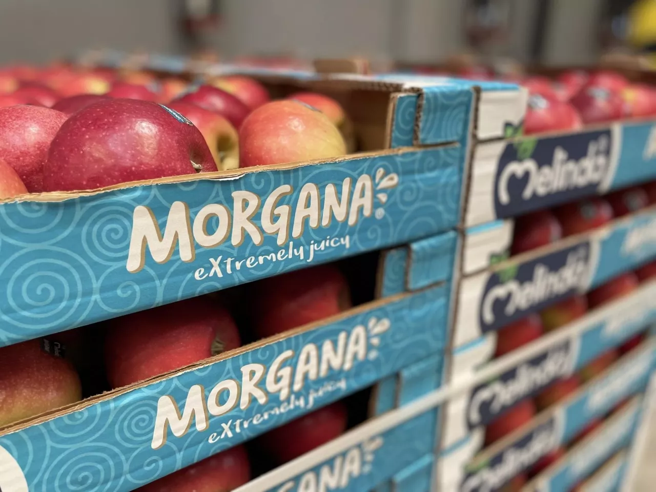 Morgana - Carolus Fruit Trees facebook