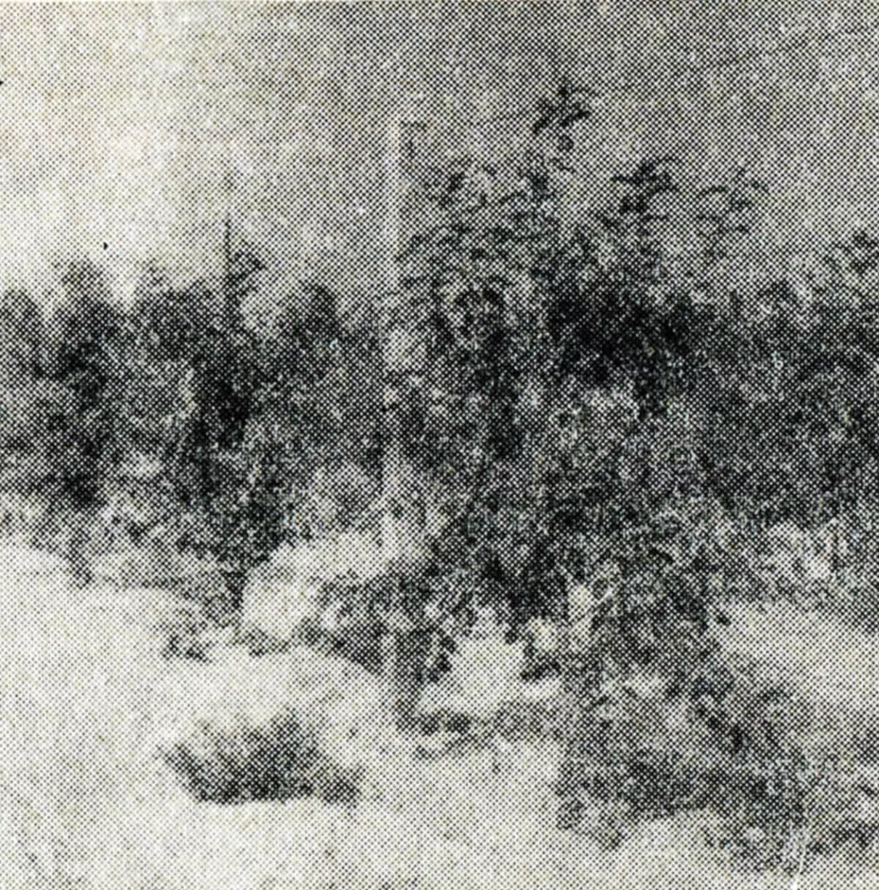 Drzewa odmiany James Grieve w 3 roku po posadzeniu
prowadzone w szpalerach