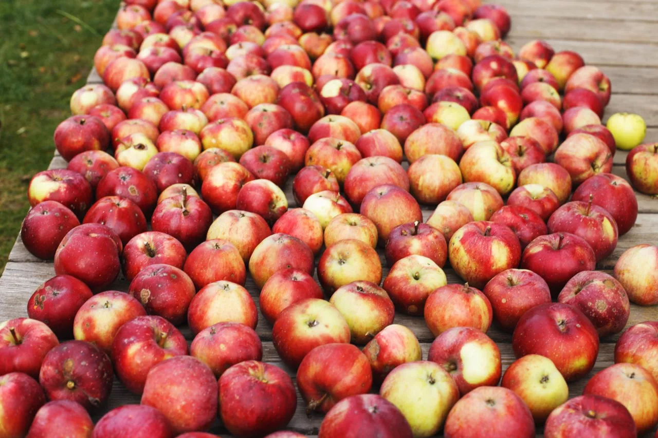 Witold Boguta Rola Organizacji