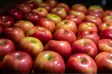 Jakość jabłek, a przechowywanie, innvigo