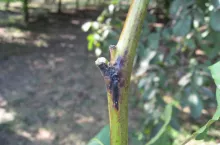 Bakteryjna zgorzel orzecha włoskiego