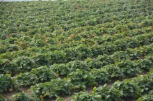 Jesień to najlepszy czas na aplikację nawozów wapniowych na istniejących plantacjach