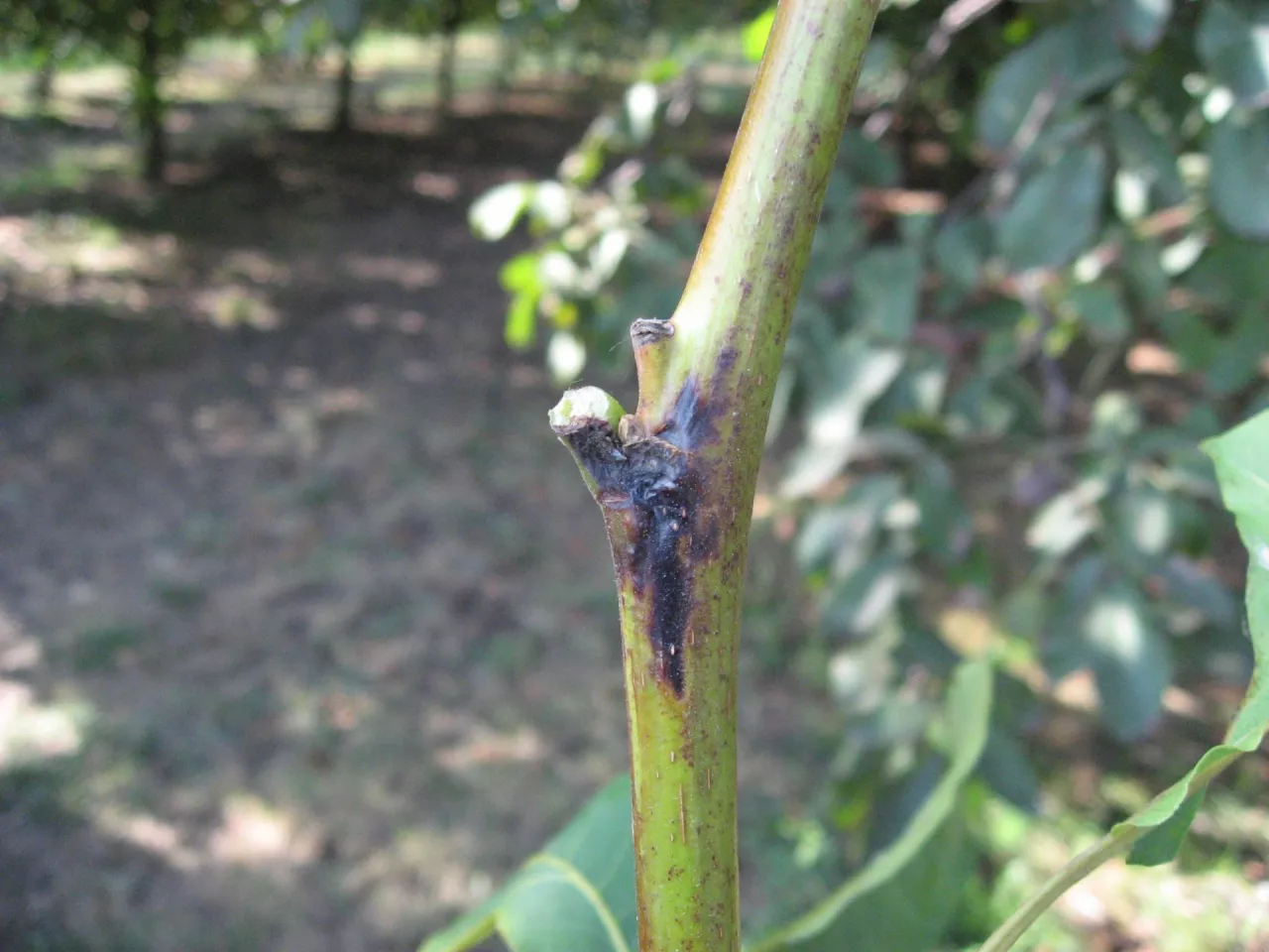 Bakteryjna zgorzel orzecha włoskiego