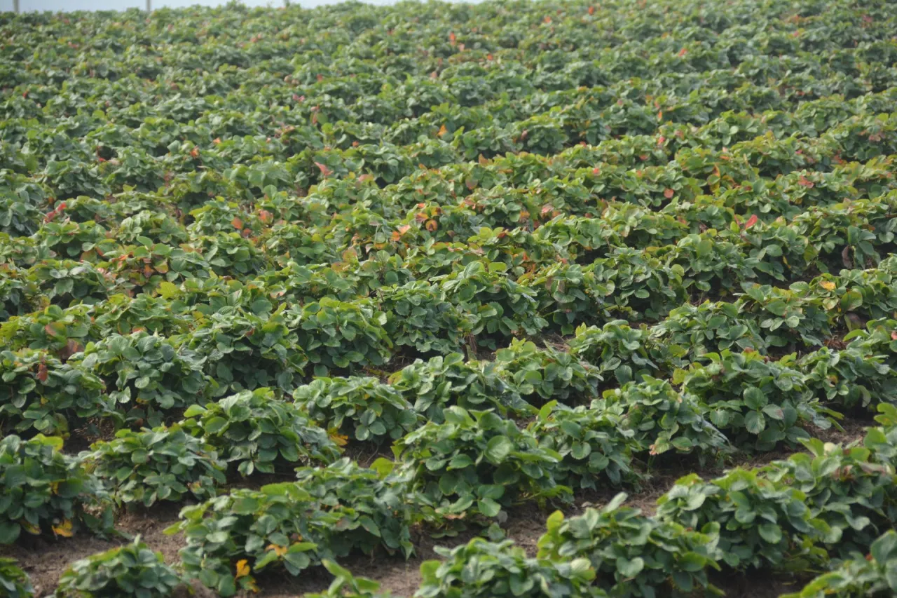 Jesień to najlepszy czas na aplikację nawozów wapniowych na istniejących plantacjach