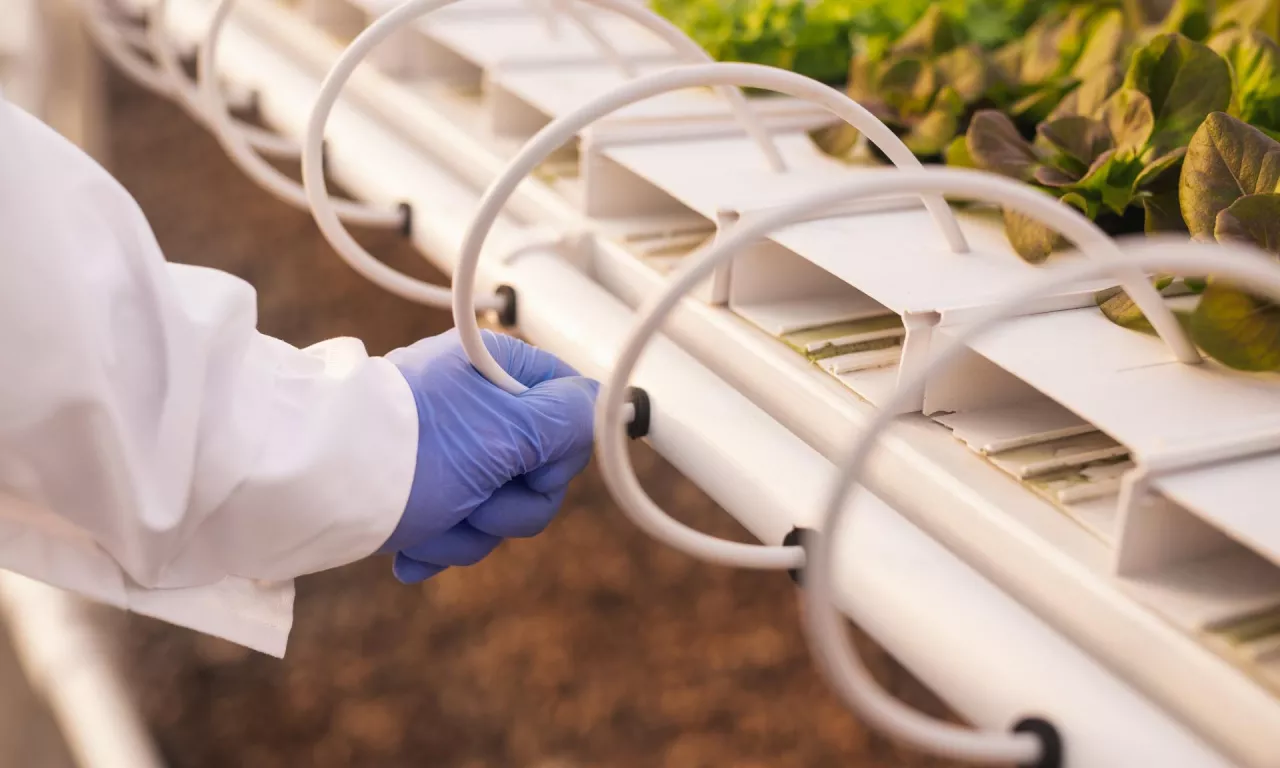 hydroponika rolnictwo przyszłości