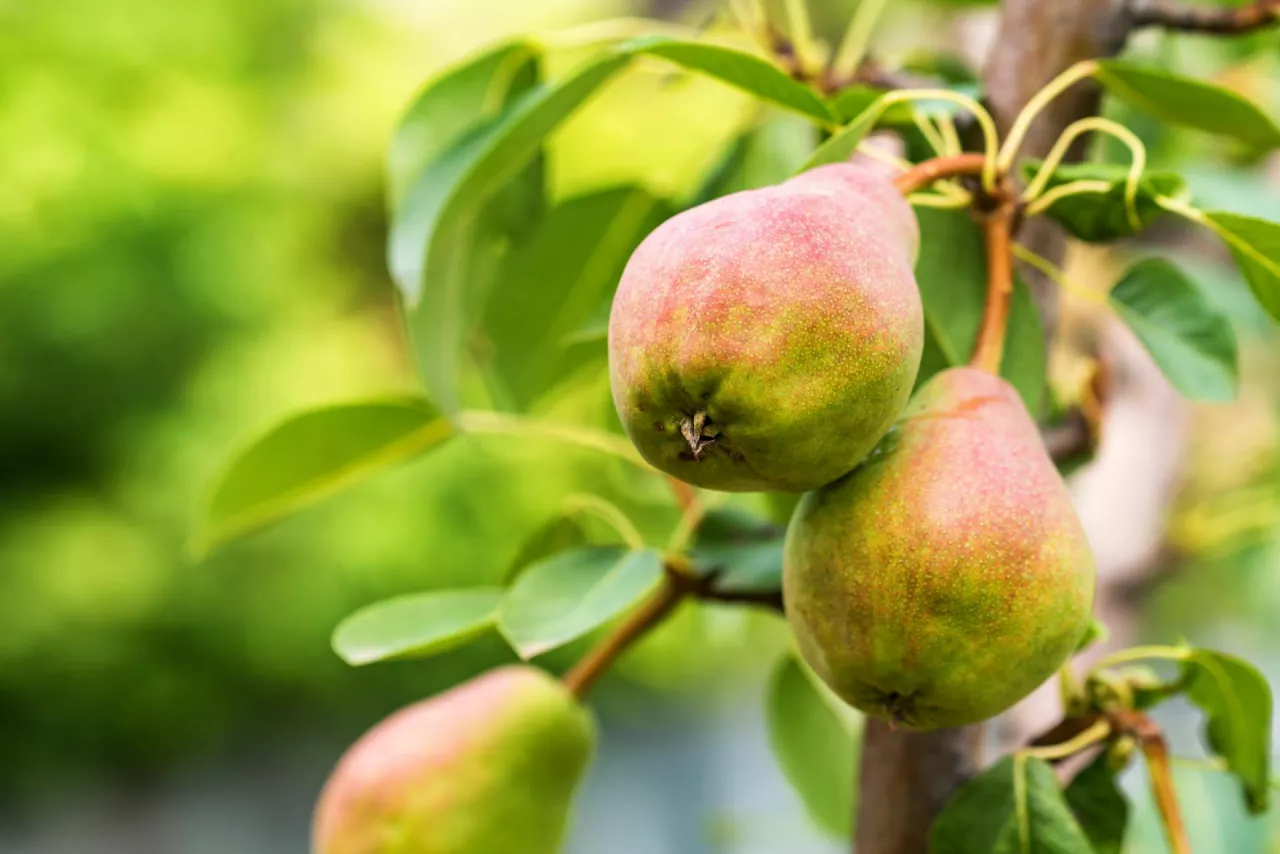 Francja plon gruszek 2022