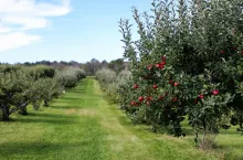 Wypadek w sadzie – kto ponosi odpowiedzialność?