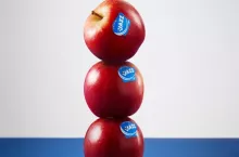 odmiana klubowa JAZZ