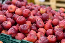 polskie jabłka eksport do Egiptu i Indii