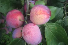 Duże, okrągło-owalne, asymetryczne owoce wybarwiają się na różowobordowy kolor