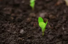 Zbieranie owoców. Jakie wolne miejsca pracy są dostępne na rynku Polski i krajów sąsiednich