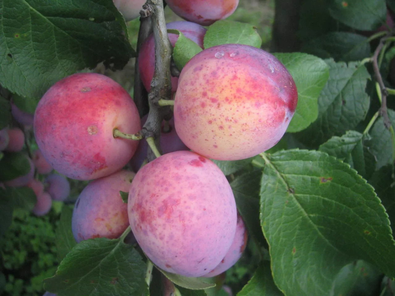 Duże, okrągło-owalne, asymetryczne owoce wybarwiają się na różowobordowy kolor