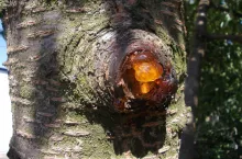 Charaktrystyczne bursztynowe wycieki, tzw. gumozy, na pniu to typowy objaw raka bakteryjnego drzew owocowych