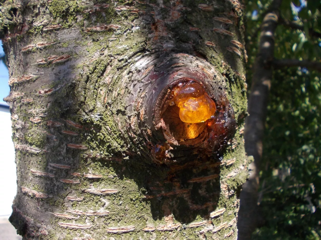 Charaktrystyczne bursztynowe wycieki, tzw. gumozy, na pniu to typowy objaw raka bakteryjnego drzew owocowych