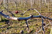 Silna, mocno zapąkowana gałąź poziomu piętra stołu u jabłoni Zuzi Gala