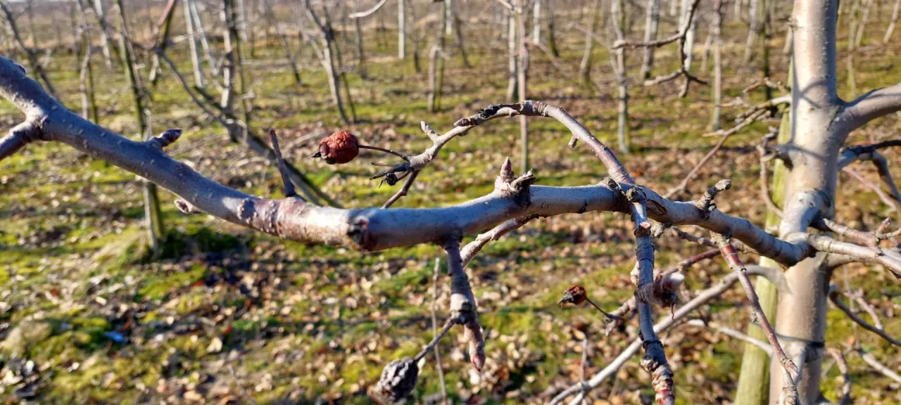 Silna, mocno zapąkowana gałąź poziomu piętra stołu u jabłoni Zuzi Gala