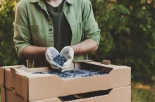 Zbiory owoców GUS 2022 szacunkowe