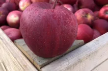 Paskowane sporty Gali wielkości powyżej 68 mm osiągają najwyższe ceny