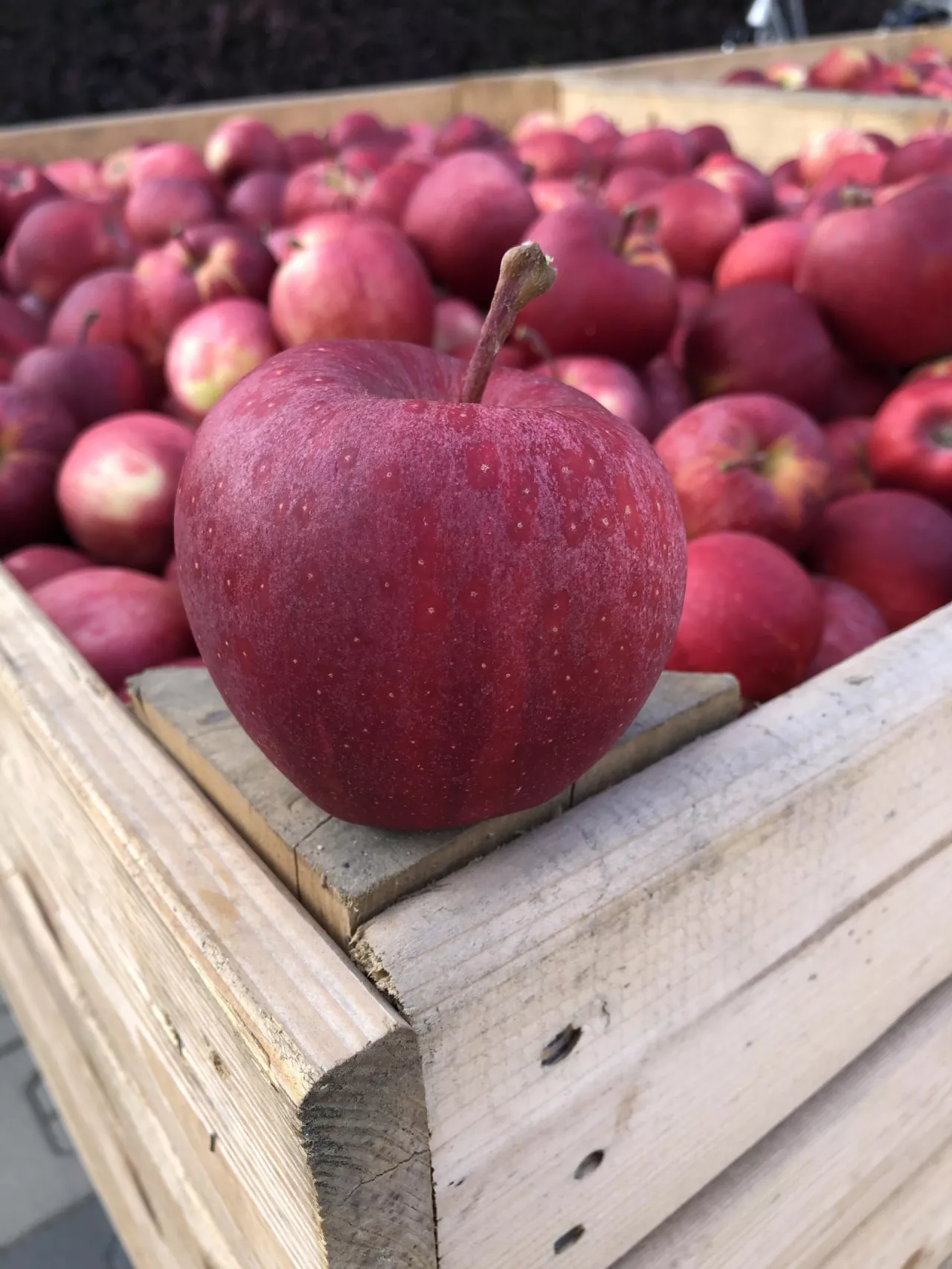 Paskowane sporty Gali wielkości powyżej 68 mm osiągają najwyższe ceny