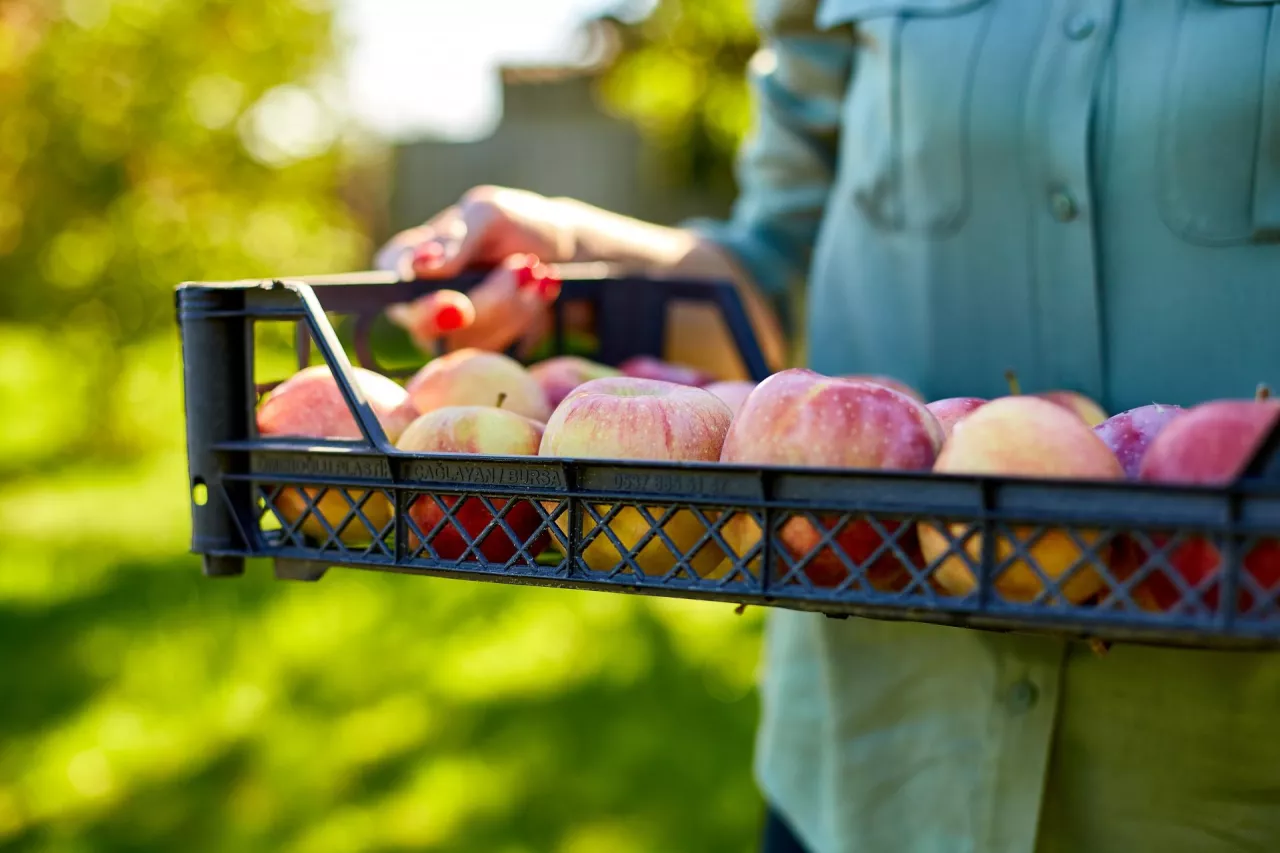 mechanizm wycofywania z rynku