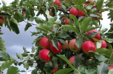 Nowoczesna ochrona roślin – na czym polega?