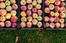 sezon jabłkowy 2023