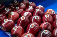 DeBa odmiana jabłka - Demir Fresh Fruits Facebook