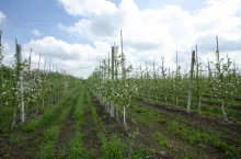 elektroniczne świadectwa fitosanitarne PIORIN