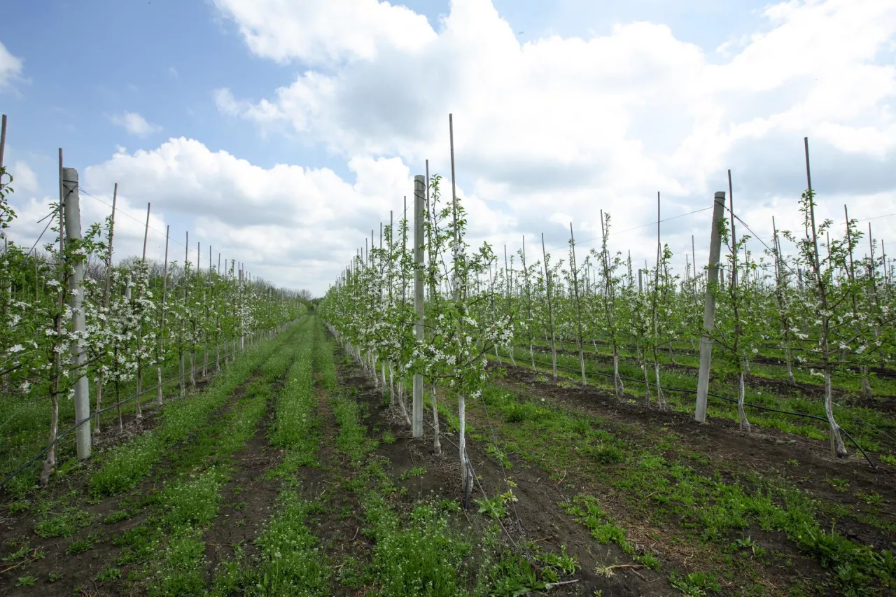elektroniczne świadectwa fitosanitarne PIORIN
