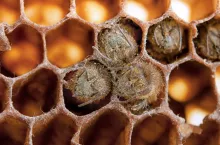 zwalczanie zgnilca amerykańskiego