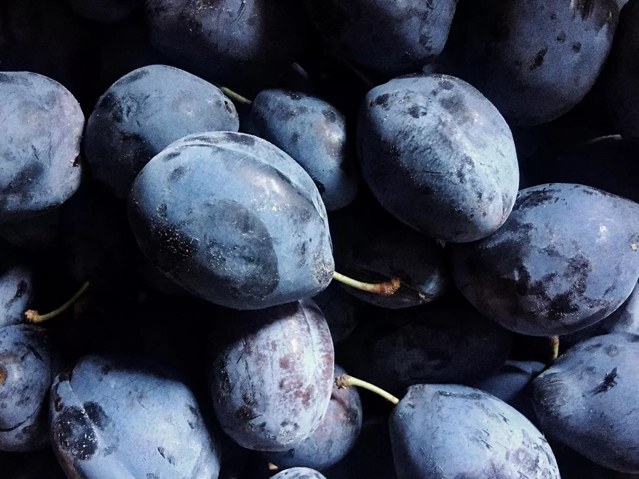 Śliwki z Mołdawii trafiają na rynek niemiecki, eksport, import śliwek