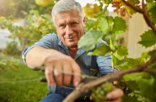 Na jakich zasadach rolnik może produkować wino na małą skalę?