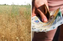 Startuje pomoc suszowa 2024: jakie terminy i STAWKI?