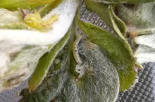 Podczas lustracji sadu należy zwracać uwagę na zwinięte liście, w których prawdopodobnie żerują gąsienice zwójek (np. siatkóweczki, bukóweczki)