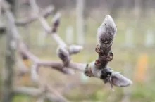 pierwsze zabiegi w sadach