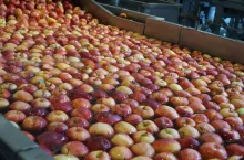 ceny jabłek w grupach