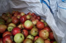 przetwórstwo jabłek