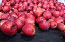 jabłka red jonaprince