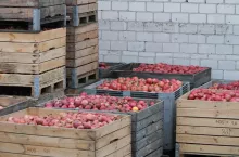 jabłka przemysłowe