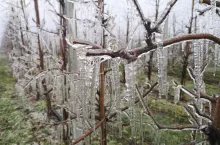 przymrozki wiosenne pomoc