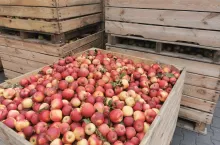 ceny jabłek przemysłowych 2024