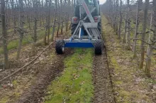 jesienne cięcie korzeni