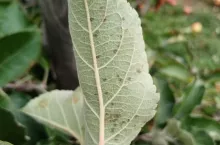 5-procentowy roztwór mocznika