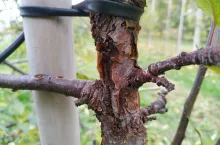 rak drzew owocowych i zgorzel kory