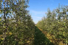 zabiegi pozbiorcze w sadach